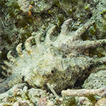 Lambis truncata